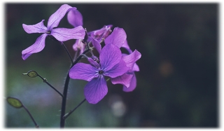 Lilas - comment conserver un bouquet de fleurs - blog - Bouqueternel